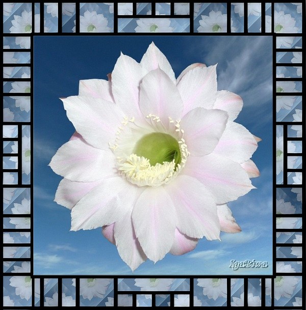 Floraison d' Echinocactus (3)