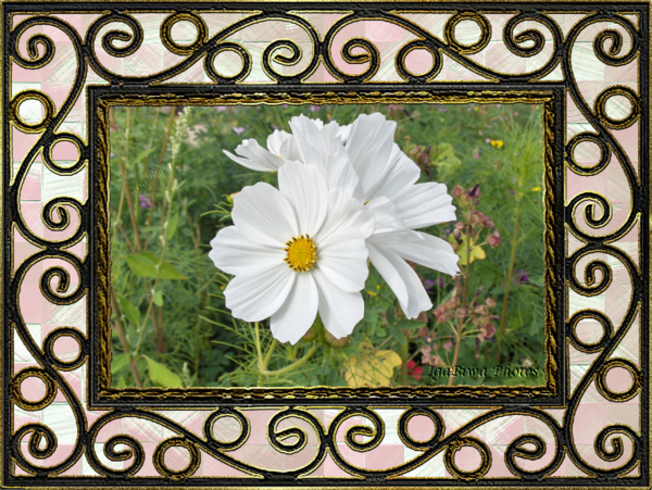 Cosmos du Parc St Crépin - Soissons