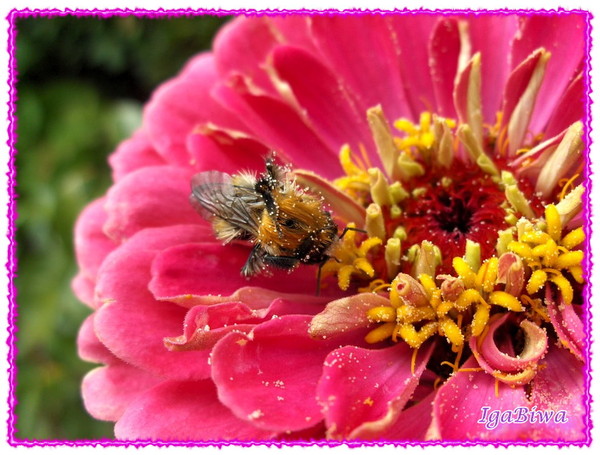 Le Zinnia et le Bourdon (1)