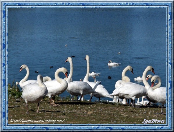 Cygnes (9)