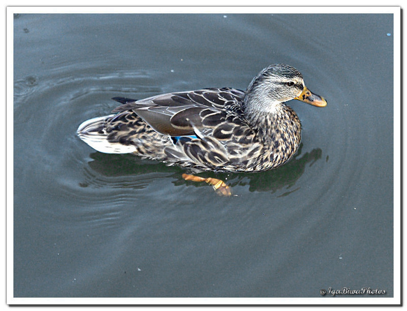 2013-10-15-CANARD-RIVIERE-22.jpg