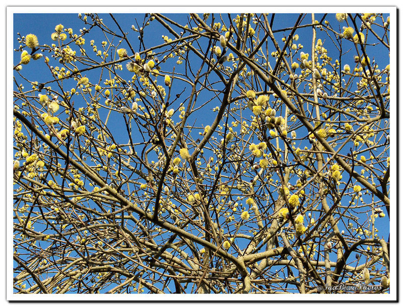 2014-03-06-BOURGEONS-SAULE-2.jpg