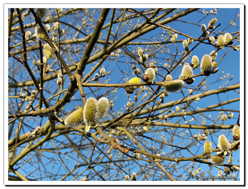 2014-03-06-BOURGEONS-SAULE-3.jpg