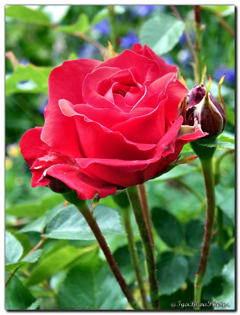 RÃ©sultat de recherche d'images pour "roses aux jardin"
