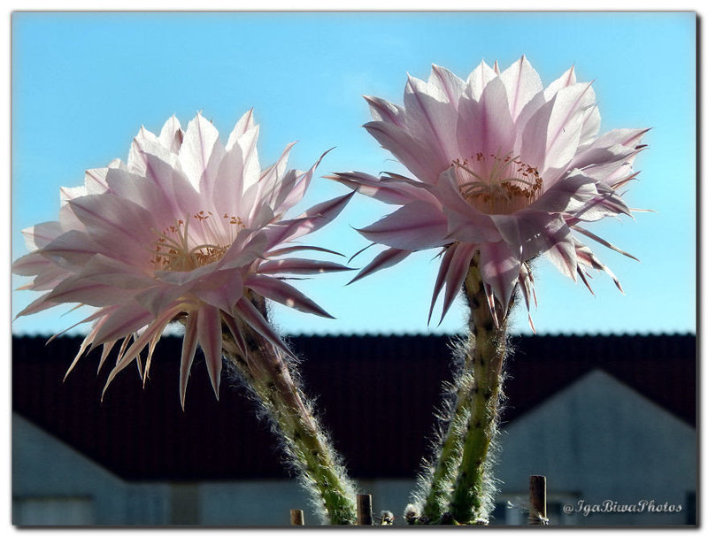 2015-07-02-FLEURS-CACTUS-3.jpg