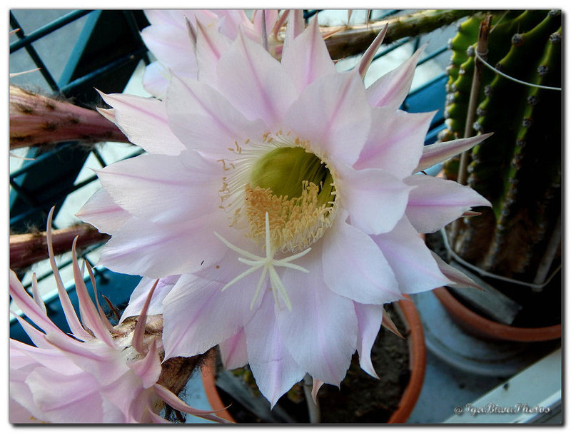 2015-07-02-FLEURS-CACTUS-4.jpg