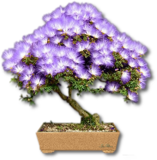 2016-02-23-ORNEMENT-BONSAI_1.png