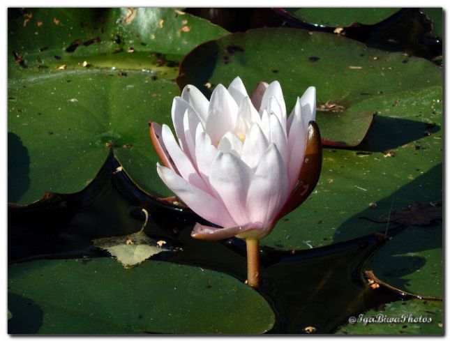 2016_08_09_NYMPHEA_1