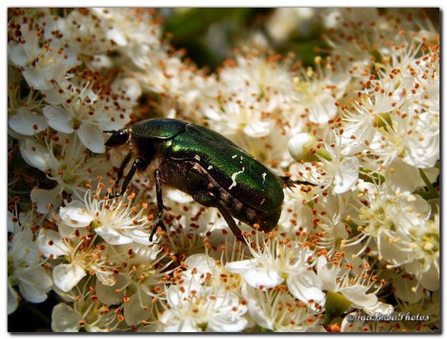 2017_05_24_INSECTE_CETOINE_DOREE_2