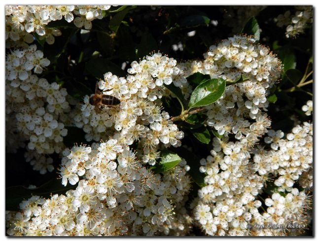 2017_05_24_PIRACANTHRA