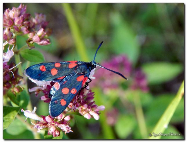 2017_07_05_PAPILLON_ZYGENE_DE_LA_SPIREE_1