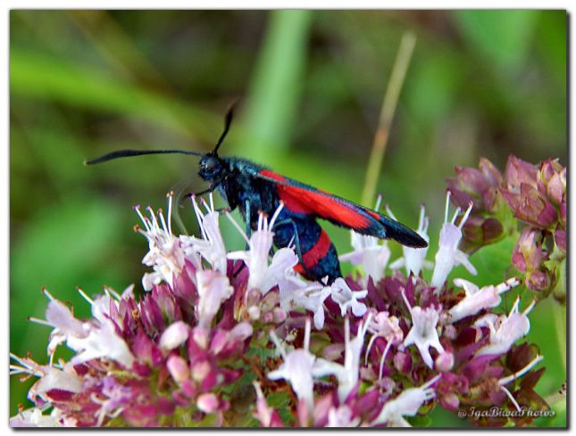 2017_07_05_PAPILLON_ZYGENE_DE_LA_SPIREE_2