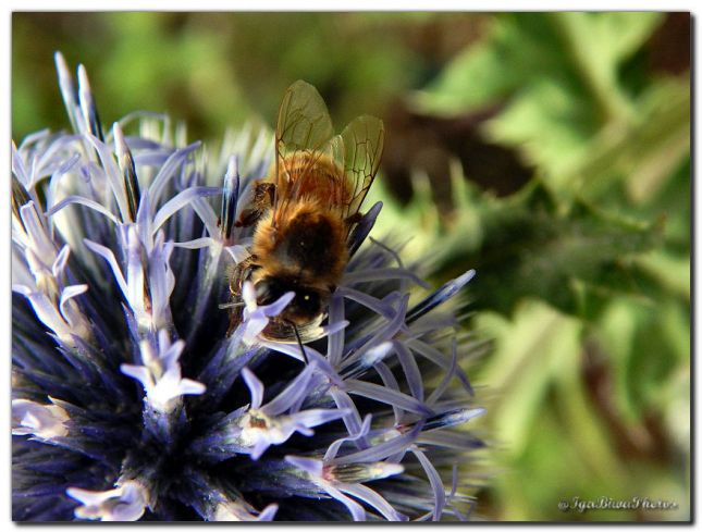 2017_07_15_ABEILLE_CHARDON_4