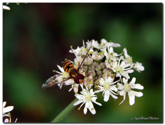 2017_07_20_SYPHE_OMBELLIFERE_2