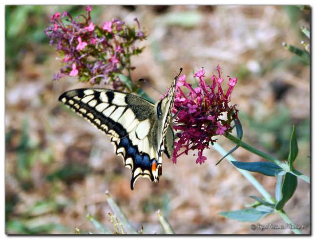 2018_07_16_PAPILLON_MACHAON_1_2