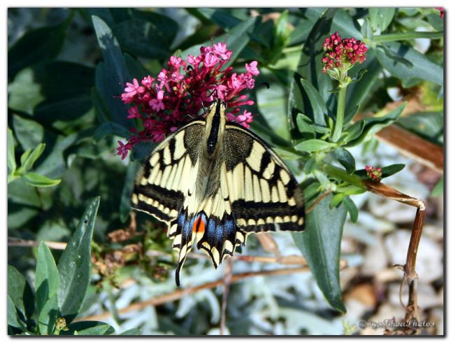 2018_07_16_PAPILLON_MACHAON_1_3