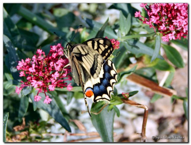 2018_07_16_PAPILLON_MACHAON_1_4