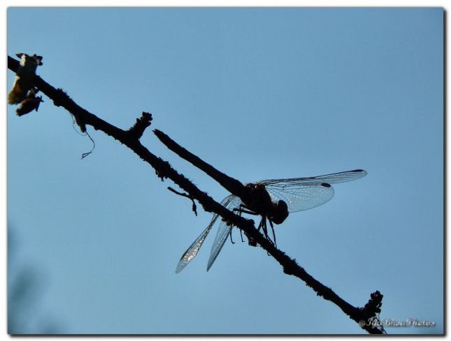 2018_08_25_LIBELLULE