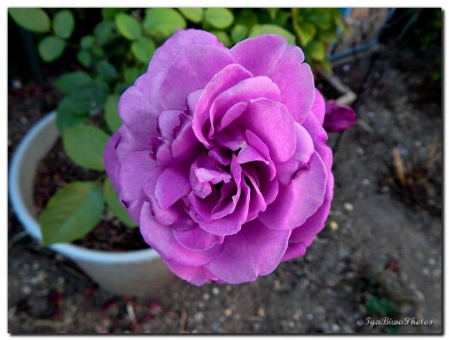 2018_08_25_ROSIER_POT_JARDIN_2