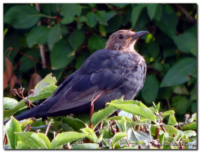 2018_08_31_OISEAU_MERLE_JARDIN_2