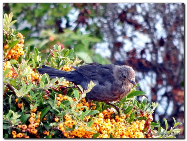 2018_08_31_OISEAU_MERLE_JARDIN_3