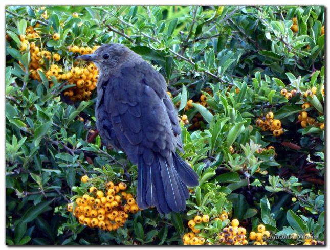 2018_08_31_OISEAU_MERLE_JARDIN_4