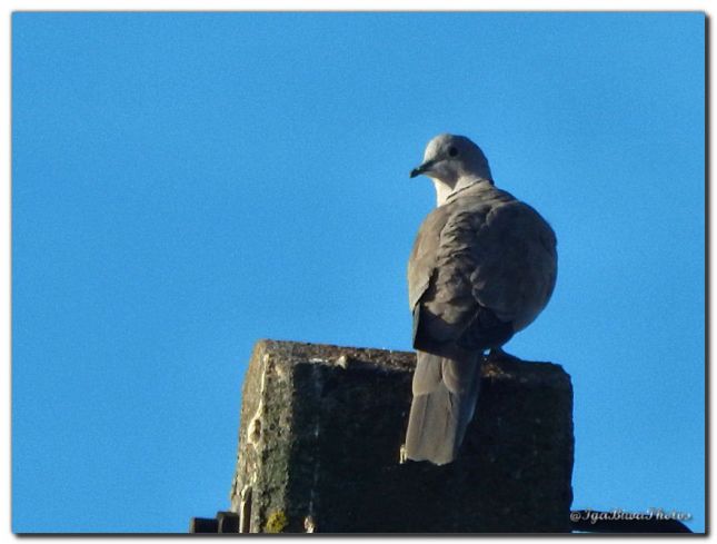 2018_09_18_OISEAU_TOURTERELLE