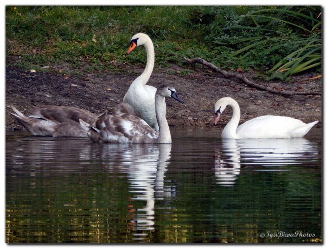 2018_09_27_CYGNES_CANIVET_1_BIS