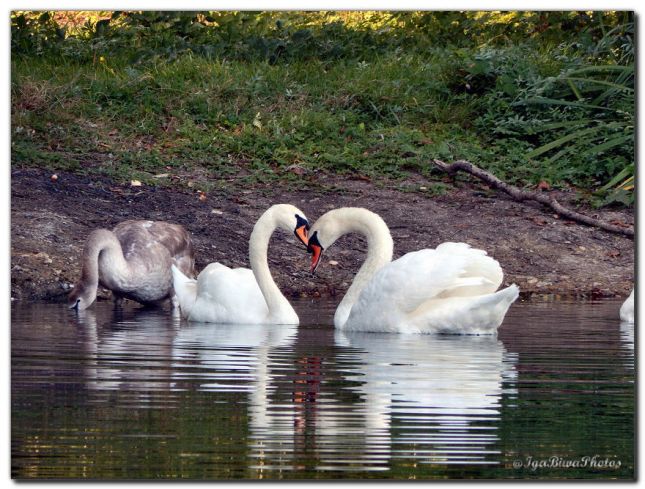 2018_09_27_CYGNES_CANIVET_2