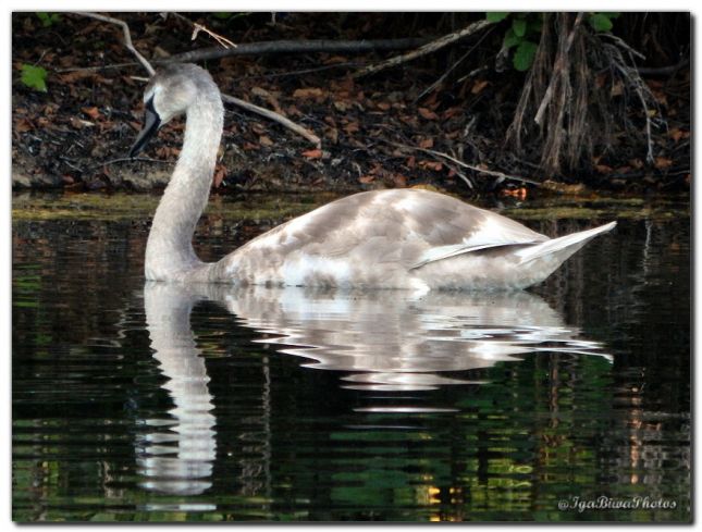 2018_09_27_CYGNES_CANIVET_3