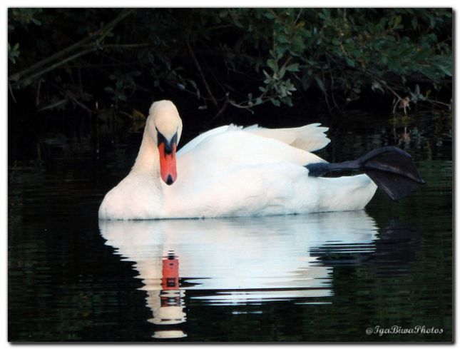 2018_09_27_CYGNES_CANIVET_4