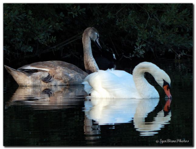 2018_09_27_CYGNES_CANIVET_5