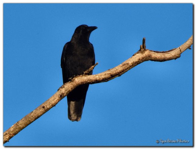 2018_10_01_OISEAU_CORBEAU_1