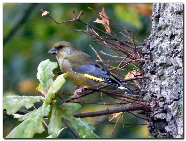 2018_10_10_OISEAU_VERDIER