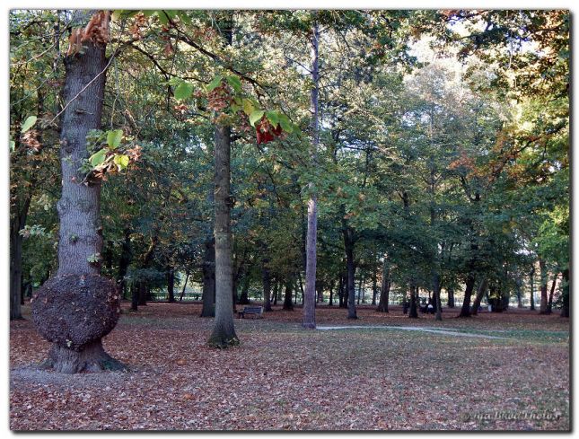 2018_10_10_PARC_ST_CREPIN_AUTOMNE_1