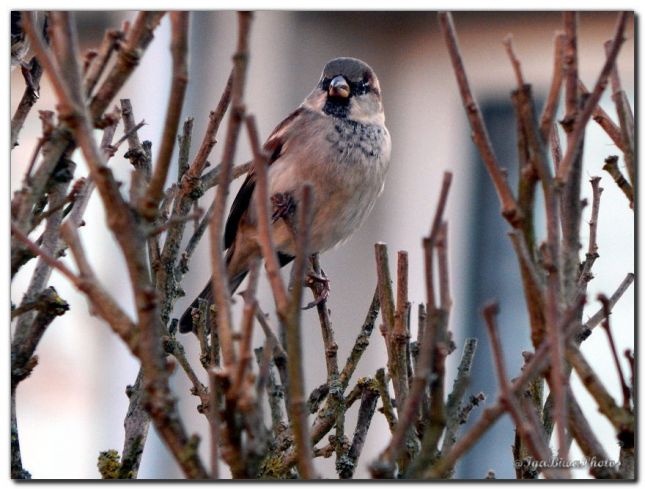 2018_11_22_OISEAU_MOINEAU_2