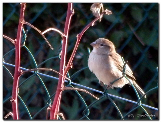 2018_11_22_OISEAU_MOINEAU_3