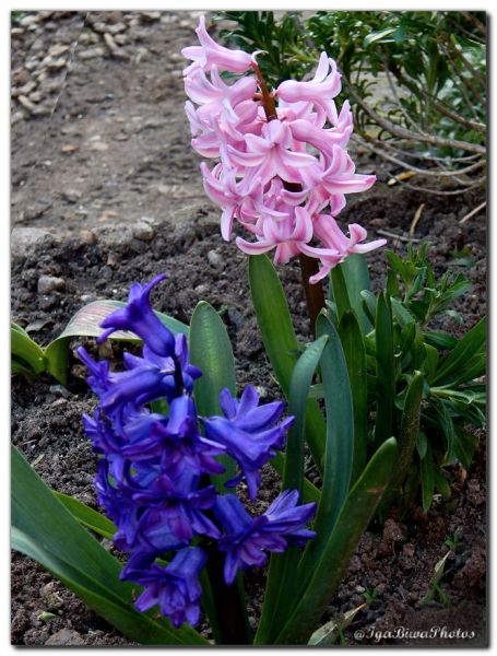 2019_04_05_JACINTHES_JARDIN_1