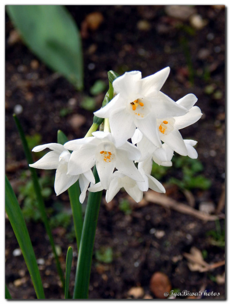 2019_04_05_JONQUILLES_JARDIN_1