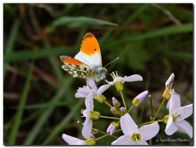 2019_04_07_PAPILLON_AURORE_2