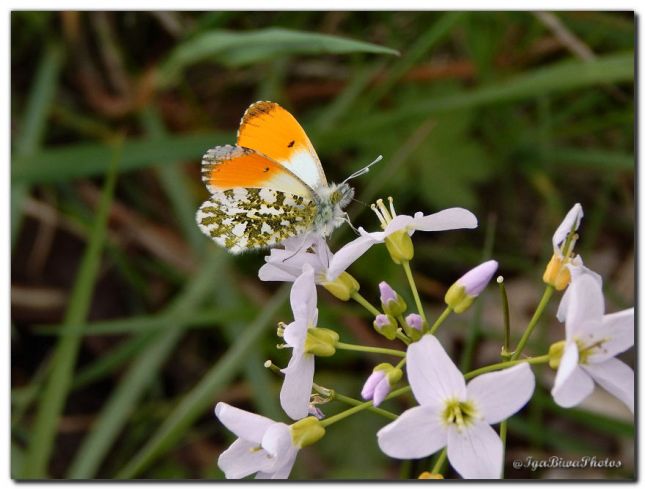 2019_04_07_PAPILLON_AURORE_3