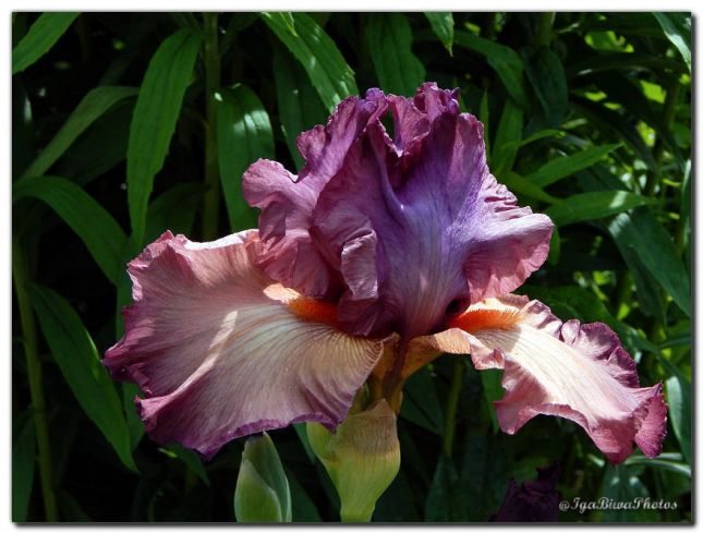 2019_05_24_IRIS_PARC_ST_CREPIN_7