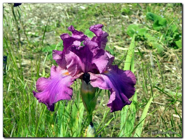 2019_05_24_IRIS_PARC_ST_CREPIN_8