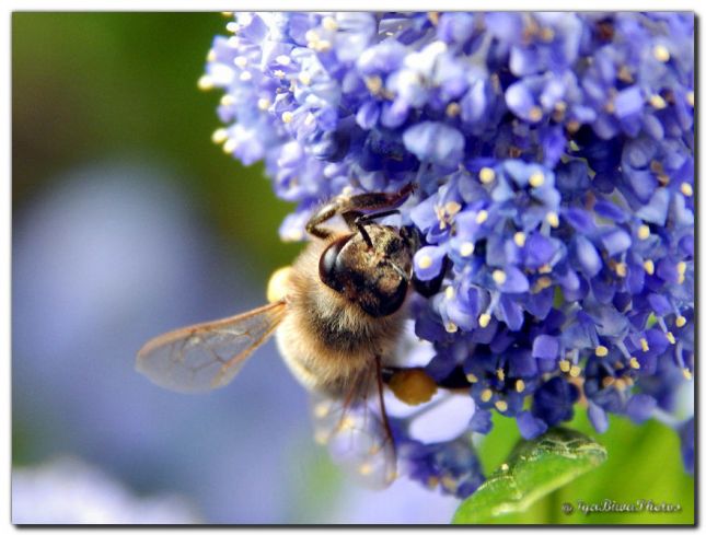 2019_05_25_INSECTE_ABEILLE_4