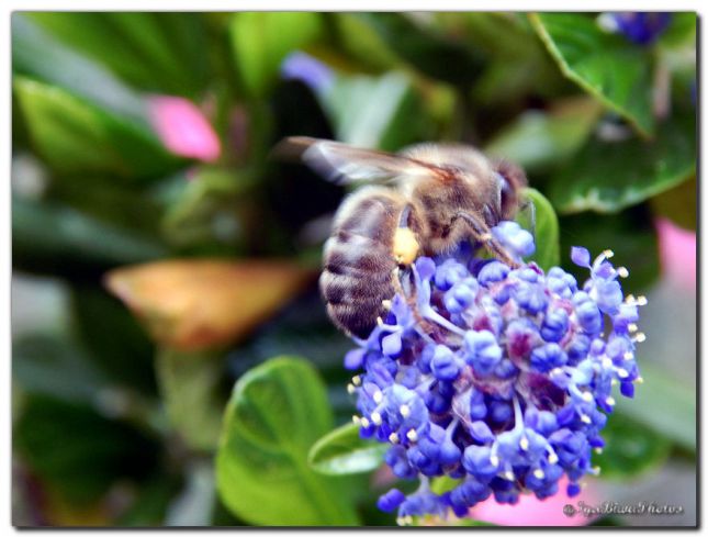 2019_05_25_INSECTE_ABEILLE_5