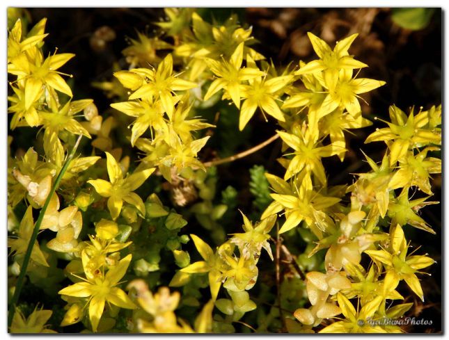2019_06_16_SEDUM_JAUNE_JARDIN