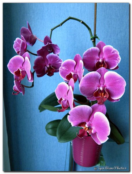 2019_07_24_ORCHIDEE_MAISON_1