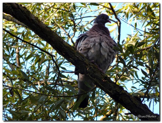 2019_08_28_PIGEON_CANIVET_1