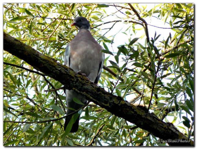 2019_08_28_PIGEON_CANIVET_2