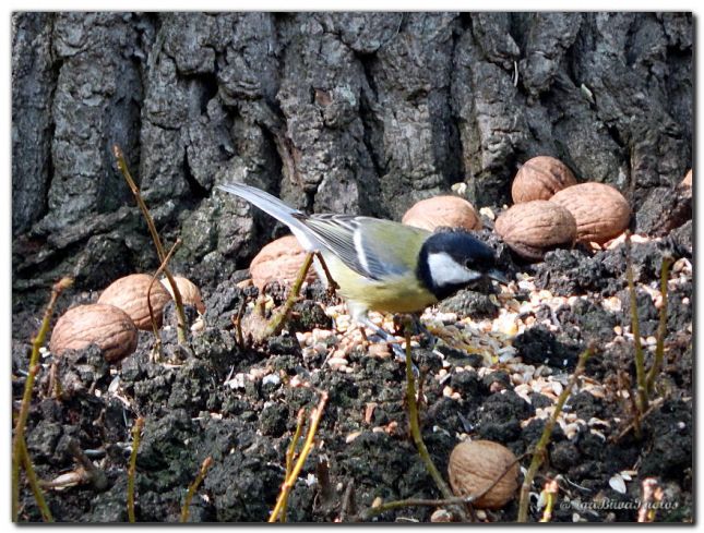 2019_08_29_OISEAU_MESANGE_CHARBONNIERE_1